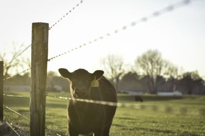 Livestock Fence Installation