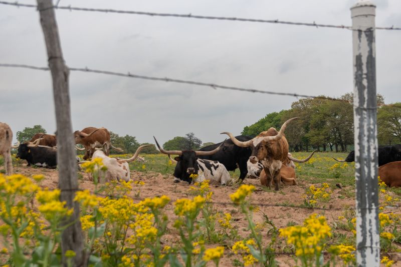Livestock Fence Installation