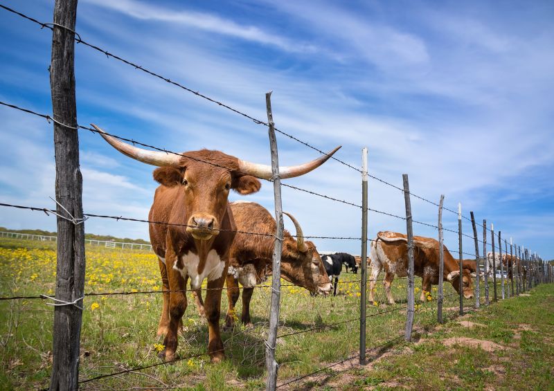Livestock Fence Installation