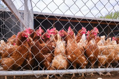 Contain Chickens with Agricultural Fencing