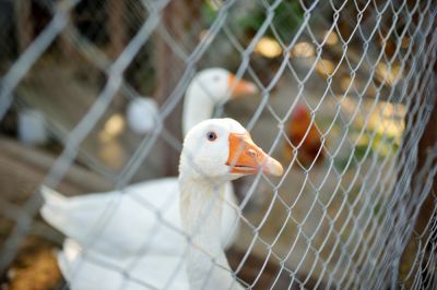 Contain Geese with Agricultural Fencing