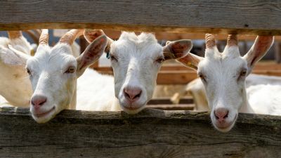 Contain Goats with Agricultural Fencing