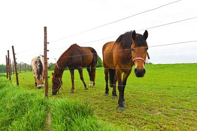 Contain Horses with Agricultural Fencing