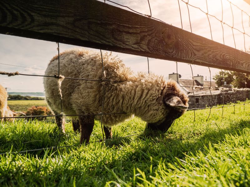 Increase Your Livestock Fence Installation Business with an AI Driven, Targeted Website