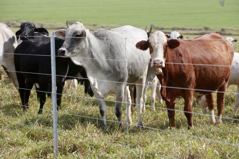 Local Livestock Fence Installation pros at work